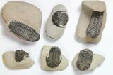 Lot: Assorted Devonian Trilobites - Pieces #119716-2